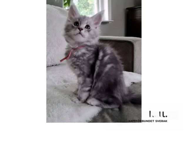 Maine Coon · Glanshammar · SE*Trollius New Moon