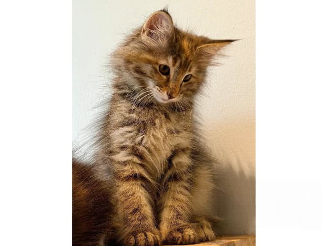 Norwegian Forest · Trelleborg · S*Livsnjutarna's