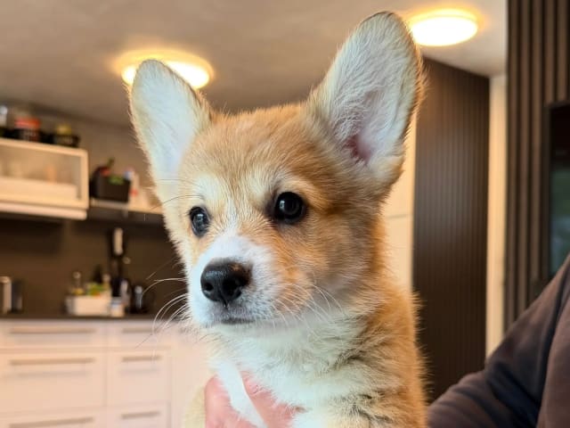 Welsh Corgi Pembroke