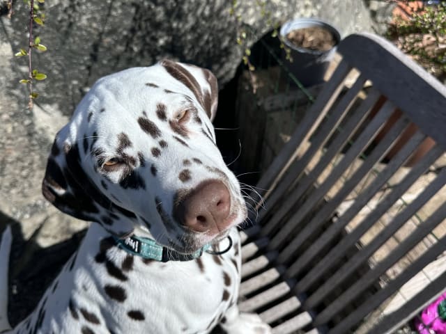 Dalmatian