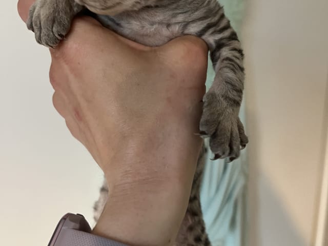 Devon Rex