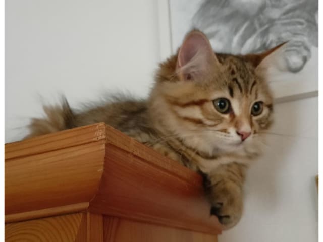 Sibirisk katt · Idkerberget · SE*Tayna Urala