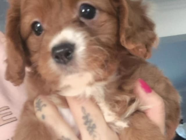 Cavapoo