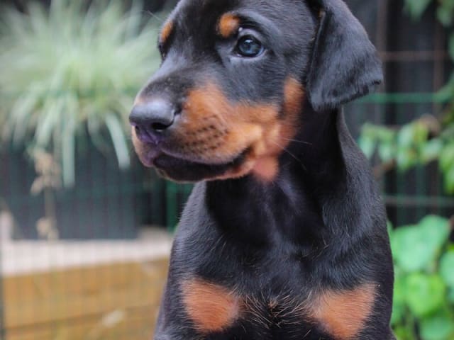 Dobermann · Skippinge · Iztaris