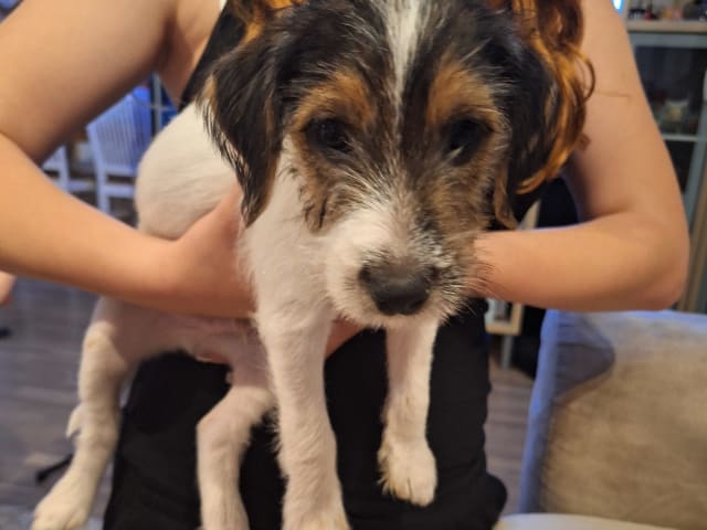 Parson Russell Terrier