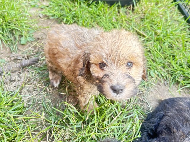 Shih-poo · Holstebro · Linette N.