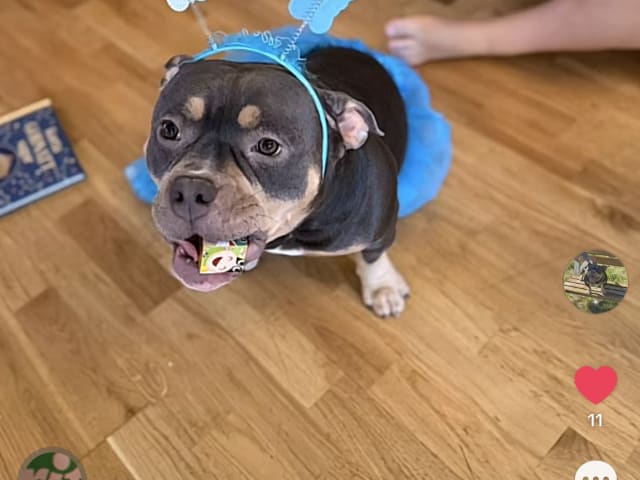 American Bully · Borås · Jasmine A.