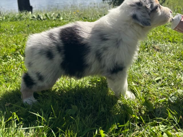 Australian shepherd · Långviksmon · Urbergets