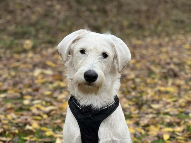 Labradoodle