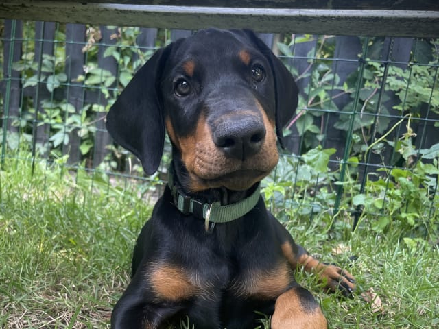 Dobermann