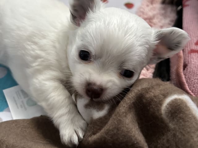 Chihuahua · Nacka · Andréa Fleischer