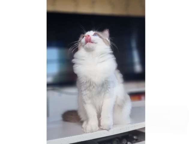 Ragdoll · Väse · SE*Wernigerodes