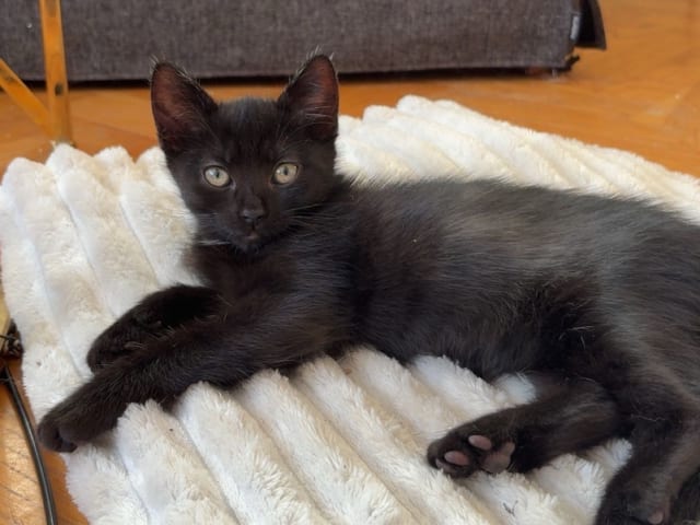 Ragdoll · Hässleholm · Kattunge till salu