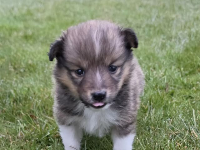Shetland sheepdog · Finsland · Malene Stordahl