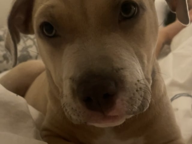 American Staffordshire Terrier