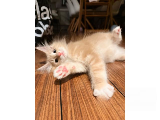 Norwegian Forest · Trelleborg · SE*Northwinds Scatter