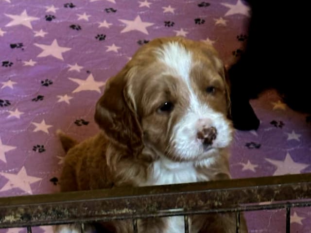 Labradoodle