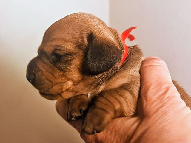 Dachshund