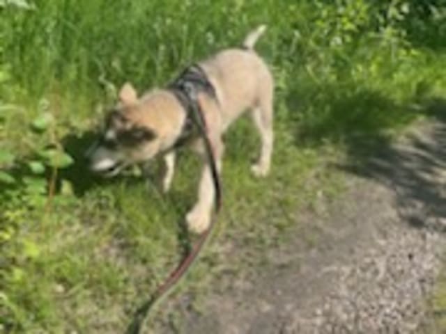 Alaskan Malamute