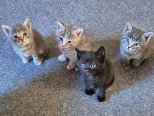 Burma/Norsk skogkatt · Lönsboda · Felicia M.