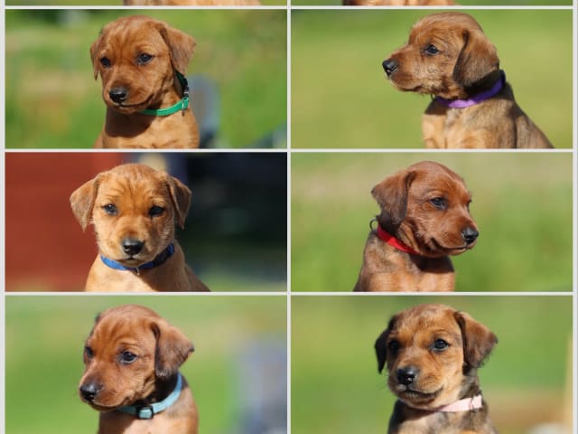 German Pinscher · Jevnaker · Epic Saga