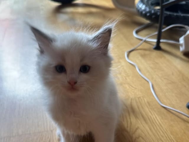 Ragdoll · Norrköping · Benjamin I.