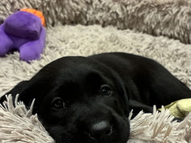 Labrador Retriever · Sønderborg · Sussi Borup