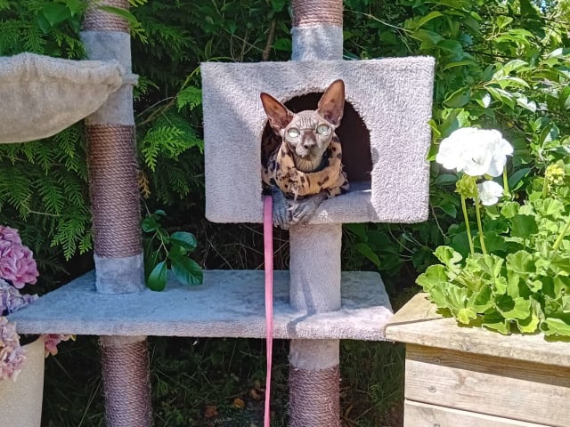 Sphynx