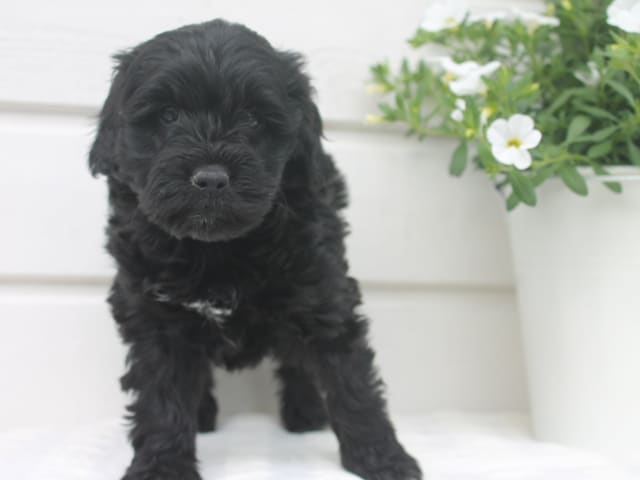 Aussiedoodle