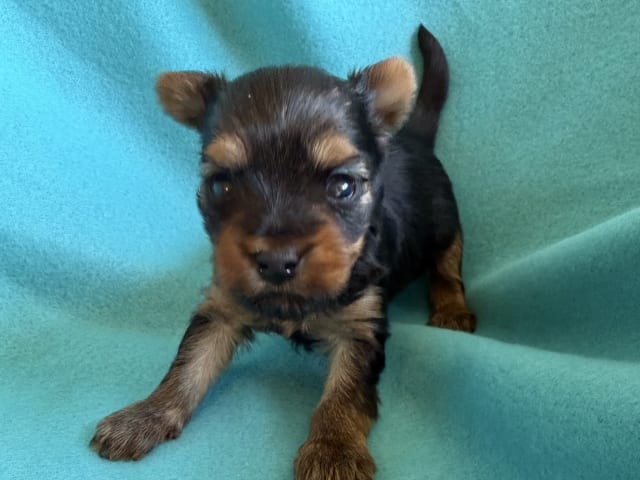 Yorkshire Terrier
