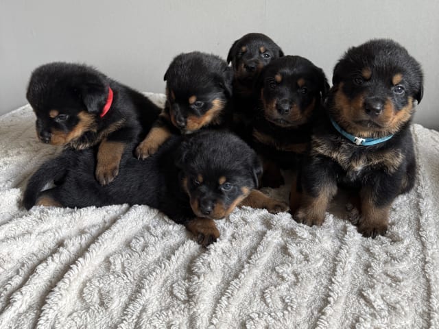Rottweiler/American Bully XL · Gärsnäs · Slettet bruker