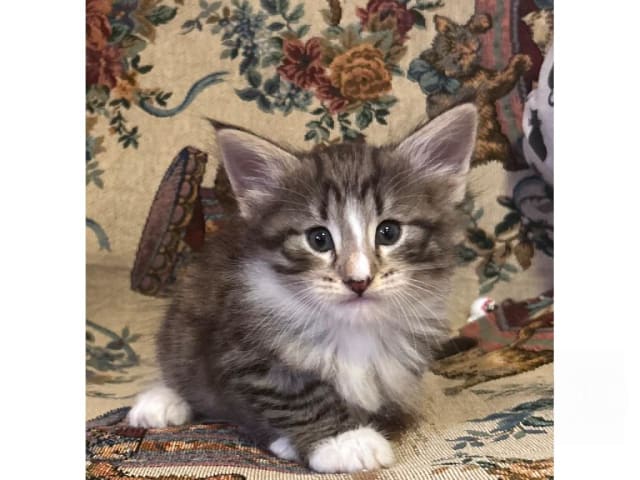 Norwegian Forest · Ekerö · S*Uncut Diamond