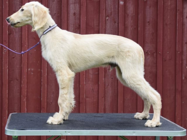Saluki