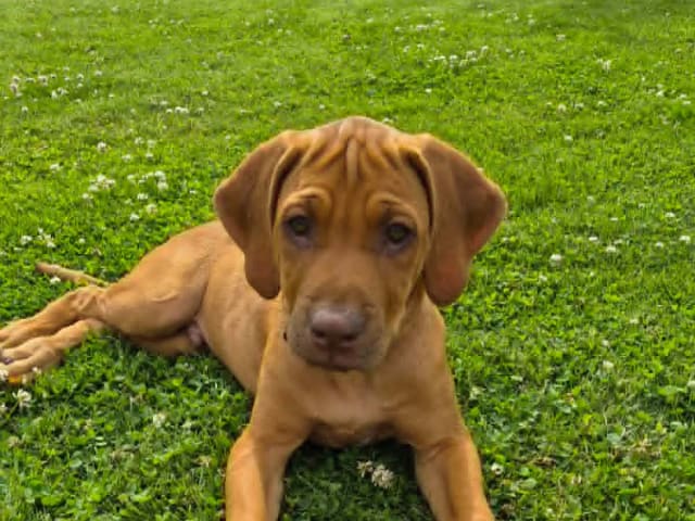 Rhodesian Ridgeback