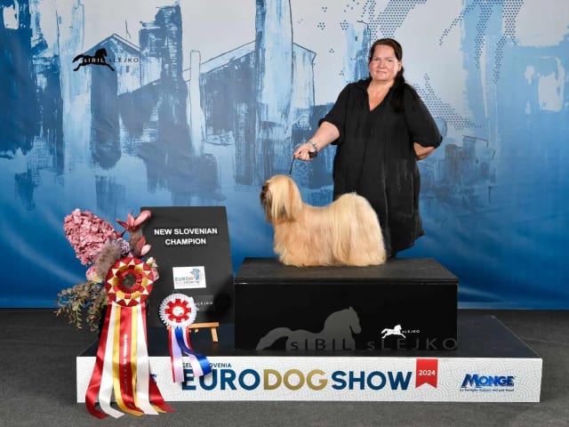 Lhasa apso