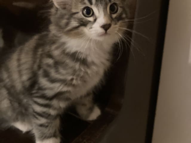 Norwegian Forest · Åkersberga · SE*Danzarin Cats