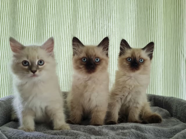 Ragdoll/Neva masquerade · Alunda · Annika S.