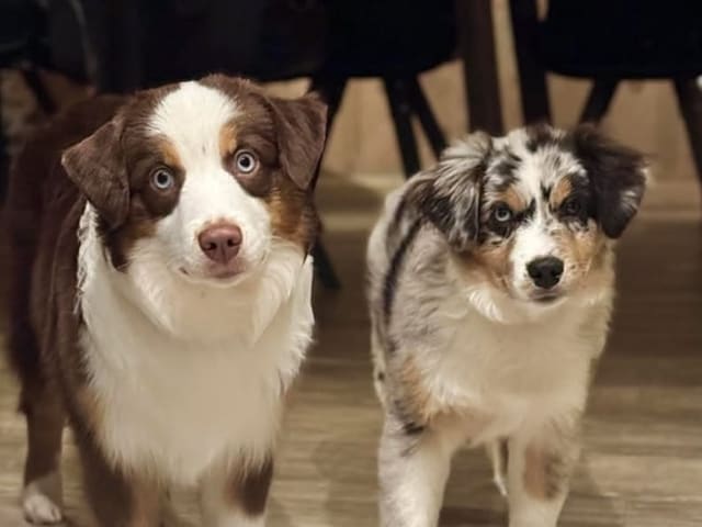 Miniature American Shepherd
