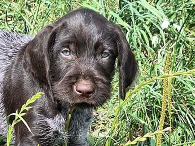 German Shorthaired Pointer (Vorsteh)