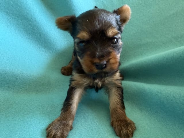 Yorkshire Terrier