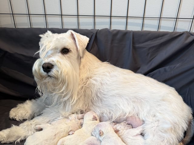 Dværgschnauzer · Vara · Snowie Shine’s Kennel