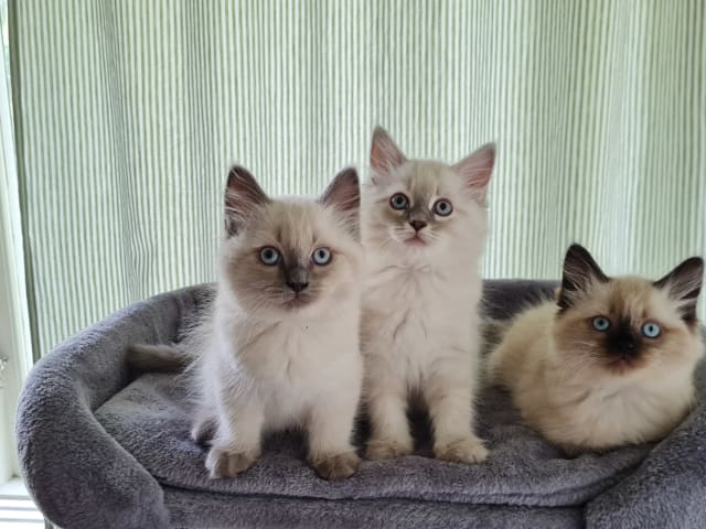 Ragdoll/Neva masquerade · Alunda · Annika S.