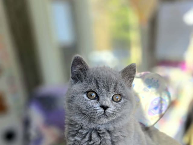 British Shorthair