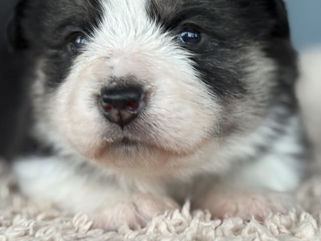 Welsh Corgi Pembroke