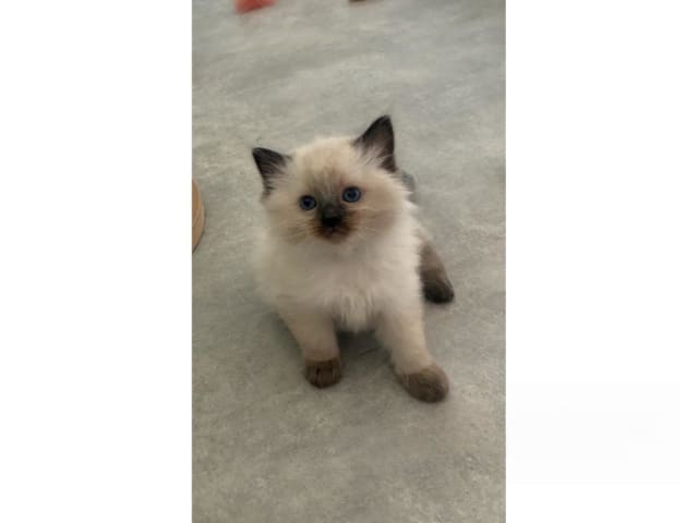 Ragdoll · Umeå · S*Fjälltoppen's