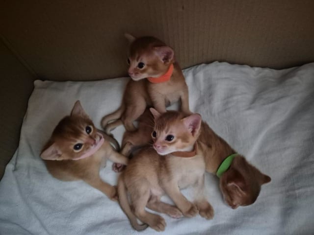 Abyssiner katt · Molkom · SE*Antennaria Rubra's