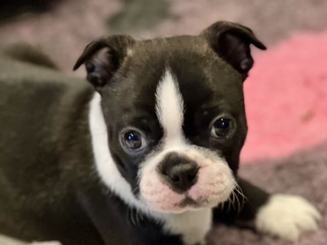 Bostonterrier