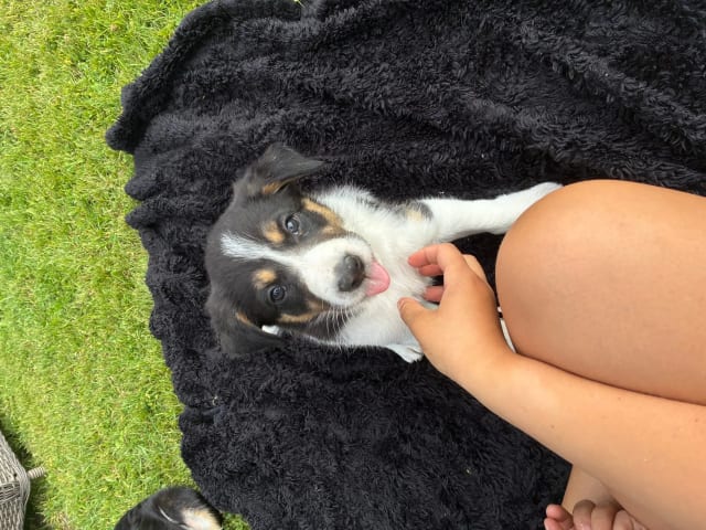 Border Collie · Sokna · Stine Färber