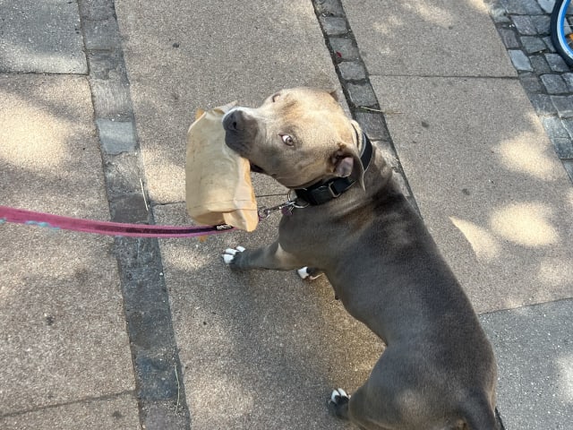 American bully · København · Joan J.