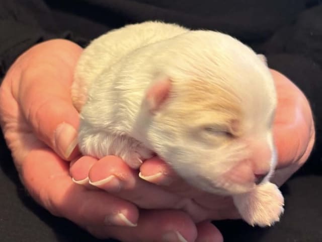 Coton de Tulear · Aalborg · Kystvejens Coton og Xolo